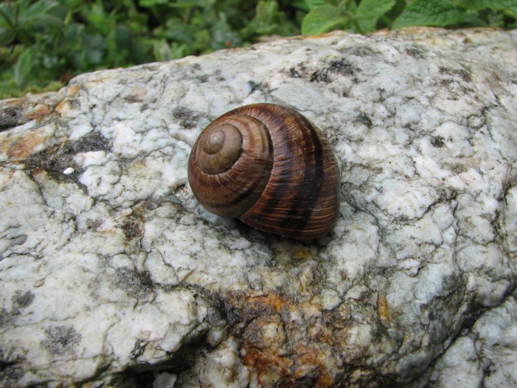 Variazioni in Helix ligata